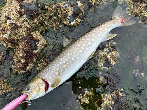 アメマスの釣果