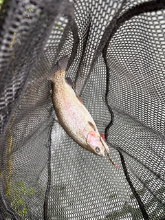 トラウトの釣果