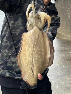 コウイカの釣果