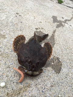 カジカの釣果