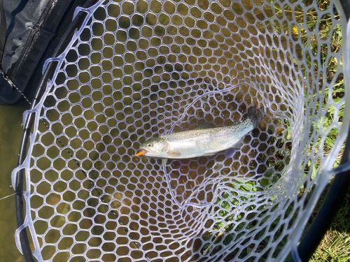 ニジマスの釣果