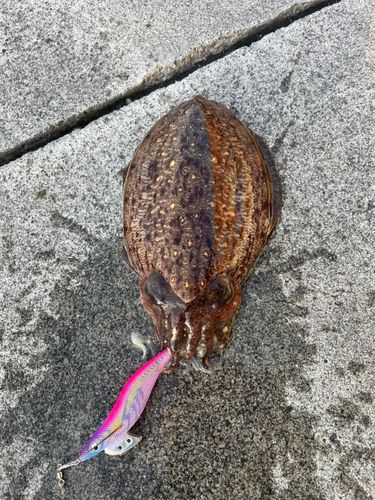 コウイカの釣果