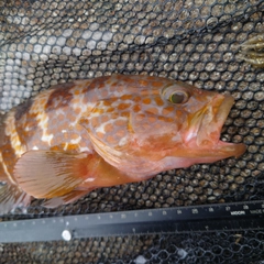 キジハタの釣果