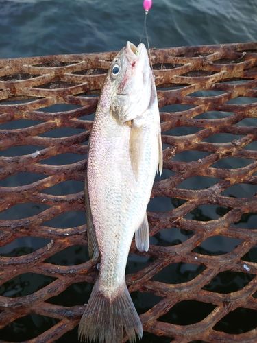 イシモチの釣果