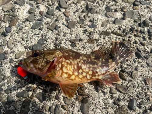 アラカブの釣果