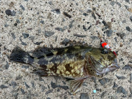 アラカブの釣果