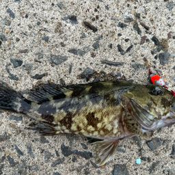アラカブ