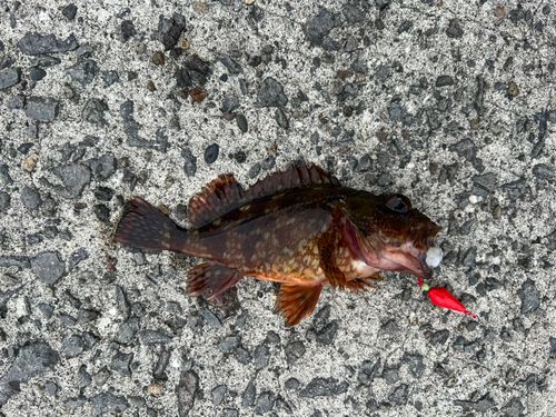 アラカブの釣果