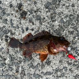 アラカブ
