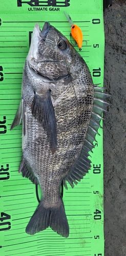 チヌの釣果