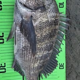 チヌ