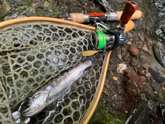 ヤマメの釣果