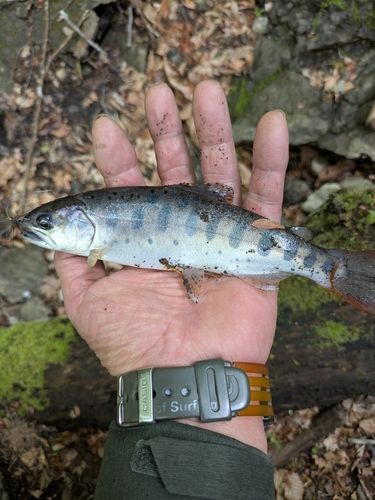 ヤマメの釣果