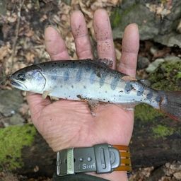 ヤマメ