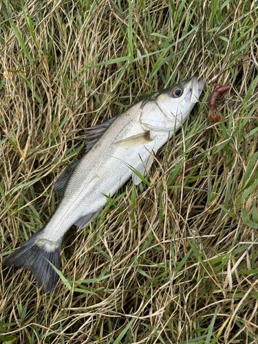 セイゴ(ヒラスズキ)の釣果