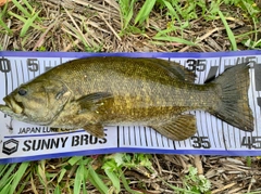 スモールマウスバスの釣果