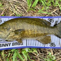 スモールマウスバス