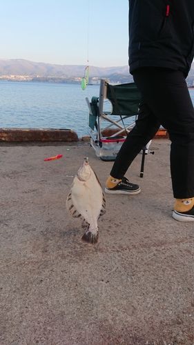 カレイの釣果