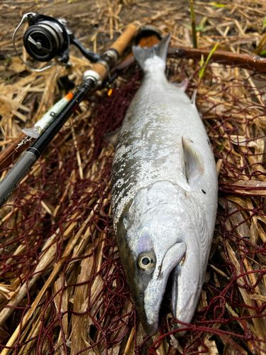 サクラマスの釣果