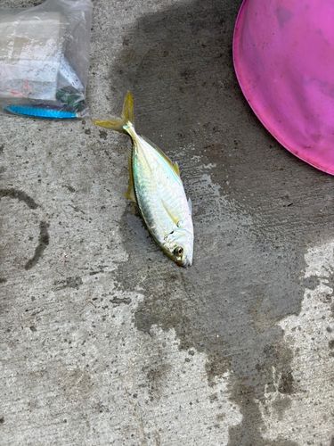 シマアジの釣果