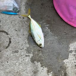 シマアジ