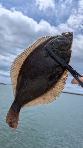 カレイの釣果