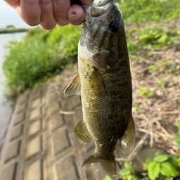 スモールマウスバス