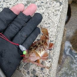 カサゴ