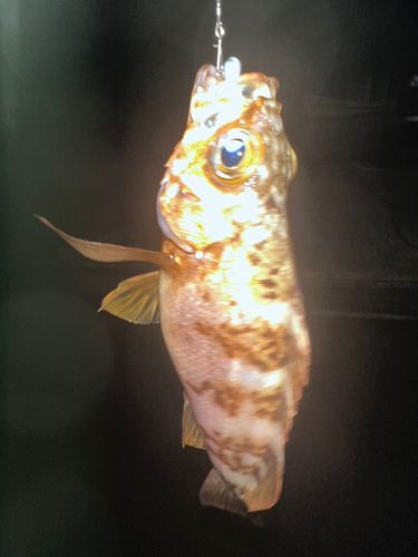 アカメバルの釣果