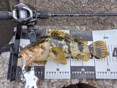 タケノコメバルの釣果