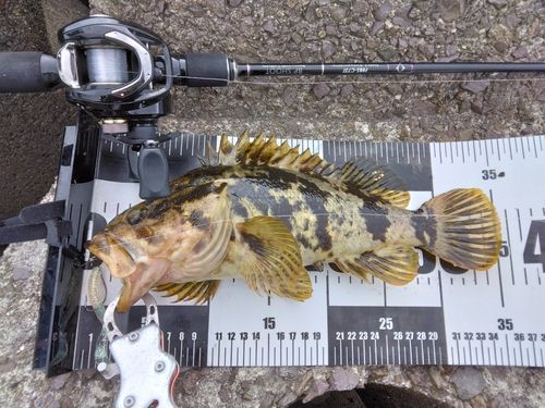 タケノコメバルの釣果