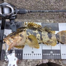 タケノコメバル