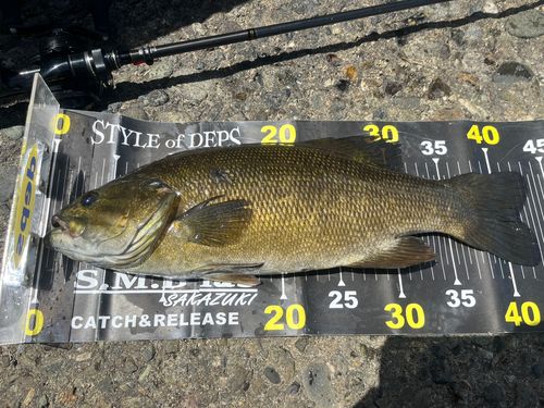 スモールマウスバスの釣果