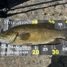 スモールマウスバス