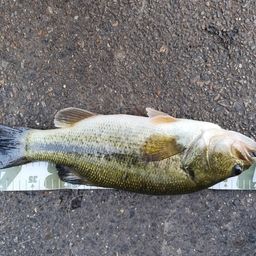 ブラックバス
