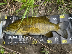スモールマウスバスの釣果