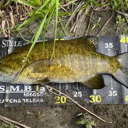 スモールマウスバス