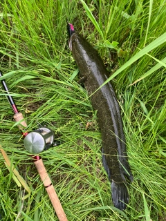 ライギョの釣果