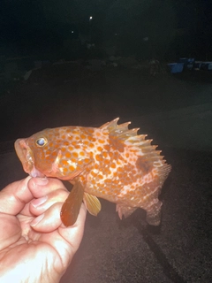 アコウの釣果