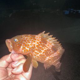 アコウ