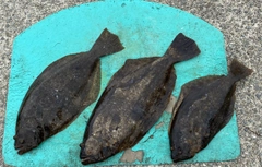 ヒラメの釣果