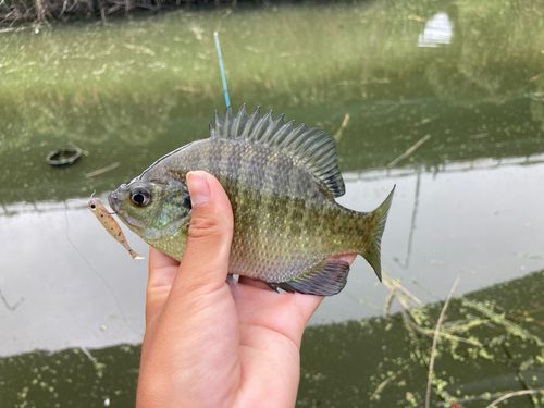 ブルーギルの釣果