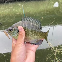 ブルーギル