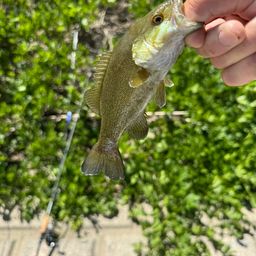 スモールマウスバス