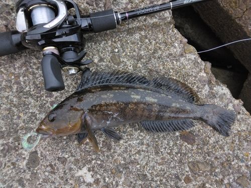 アイナメの釣果