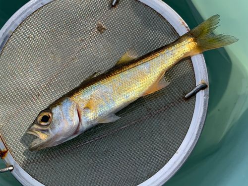 クロムツの釣果