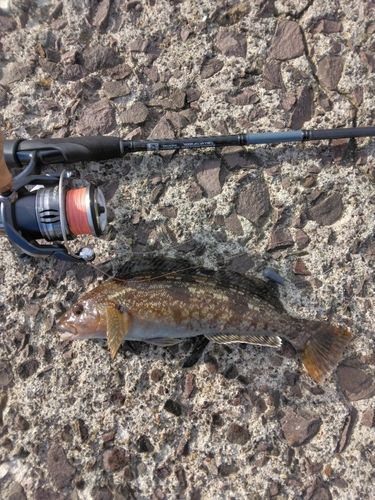 アイナメの釣果