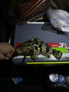 タケノコメバルの釣果