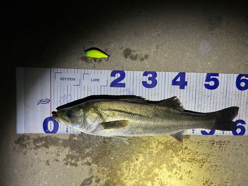 シーバスの釣果