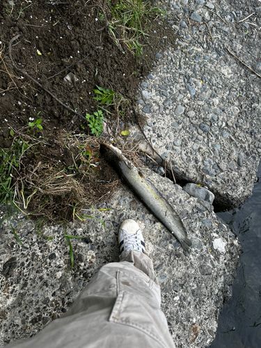 ナマズの釣果